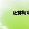 胚芽鞘弯曲生长的部位（胚芽鞘）