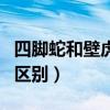 四脚蛇和壁虎的区别在哪里（四脚蛇和壁虎的区别）
