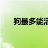 狗最多能活几年(狗一般能活多少年) 狗最多能活几年(狗一般能活多少年)