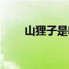 山狸子是啥(山狸子到底有多邪性) 山狸子是啥(山狸子到底有多邪性)