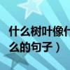 什么树叶像什么的句子怎么写（什么树叶像什么的句子）