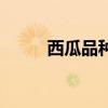 西瓜品种比较（西瓜品种哪个好）