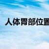 人体胃部位置图 解剖图（人体胃部位置图）