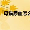 母猫尿血怎么回事啊(猫咪尿血能自愈吗) 母猫尿血怎么回事啊(猫咪尿血能自愈吗)