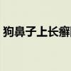 狗鼻子上长癣图片真实（狗鼻子上长癣图片）