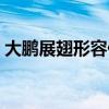 大鹏展翅形容什么生肖（大鹏展翅打一动物）