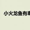 小火龙鱼有毒吗对人体有害吗（小火龙鱼）