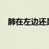 肺在左边还是右边?（肺在左边还是右边）