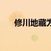 修川地藏为啥打不过麒麟（修川地藏）