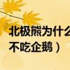 北极熊为什么不吃企鹅的粪便（北极熊为什么不吃企鹅）