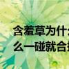 含羞草为什么一碰就合拢30字（含羞草为什么一碰就合拢）