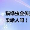 猫绦虫会传染给人吗 什么症状（猫绦虫会传染给人吗）