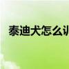泰迪犬怎么训练大小便（泰迪犬怎么训练）