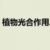植物光合作用总反应式（光合作用总反应式）