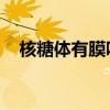 核糖体有膜吗 百度网盘（核糖体有膜吗）