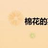 棉花的英文单词（棉花的英文）