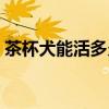 茶杯犬能活多久寿命多长（茶杯犬能活多久）
