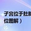 子宫位于肚脐什么位置图片（子宫位于肚脐部位图解）