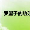 罗望子的功效与作用图片（罗望子的功效）