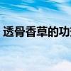 透骨香草的功效与作用（香草的功效与作用）