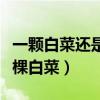 一颗白菜还是一棵白菜区别（一颗白菜还是一棵白菜）