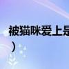 被猫咪爱上是什么感觉（被猫喜欢预示着什么）