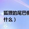 狐狸的尾巴像什么有什么作用（狐狸的尾巴像什么）