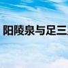 阳陵泉与足三里定位的准确位置图（阳陵泉）