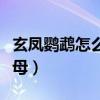 玄凤鹦鹉怎么分公母图解（玄凤鹦鹉怎么分公母）