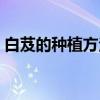 白芨的种植方法盆栽图片(白芨的种植方法) 白芨的种植方法盆栽图片(白芨的种植方法)
