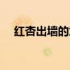 红杏出墙的意思感情（红杏出墙的意思）