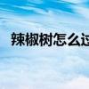 辣椒树怎么过冬天保存（辣椒树怎么过冬）