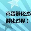 鸡蛋孵化过程中温度降到25度的影响（鸡蛋孵化过程）