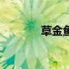 草金鱼观赏价值（草金鱼吧）
