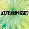 红花绿叶指的什么生肖（红花绿叶打一生肖）