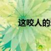 这咬人的爱讲的什么（这咬人的爱）