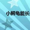小鳄龟能长多大多重（小鳄龟能长多大）