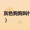 灰色狗狗叫什么名字好听（狗叫什么名字好听）