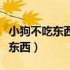 小狗不吃东西肚子咕噜响怎么回事(小狗不吃东西) 小狗不吃东西肚子咕噜响怎么回事(小狗不吃东西)