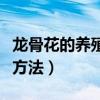 龙骨花的养殖方法和注意事项（龙骨花的养殖方法）
