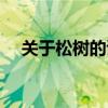 关于松树的诗句名句（关于松树的诗句）