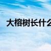大榕树长什么样子图片（这棵大榕树就像）
