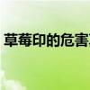 草莓印的危害真的那么大吗（草莓印的危害）
