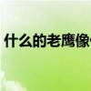 什么的老鹰像什么填空（什么的老鹰像什么）