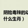 阴险毒辣的动物猜一生肖（阴险毒辣臭名远是什么生肖）
