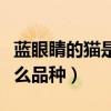 蓝眼睛的猫是什么品种的猫（蓝眼睛的猫是什么品种）