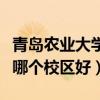 青岛农业大学哪个校区好就业（青岛农业大学哪个校区好）