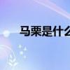 马栗是什么植物有毒吗（马栗是什么）
