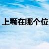 上颚在哪个位置图片图解（上颚在哪个位置）