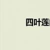 四叶莲的作用与主治（四叶莲）